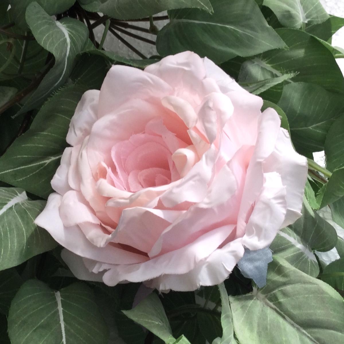 Головка розы Розовый гигант