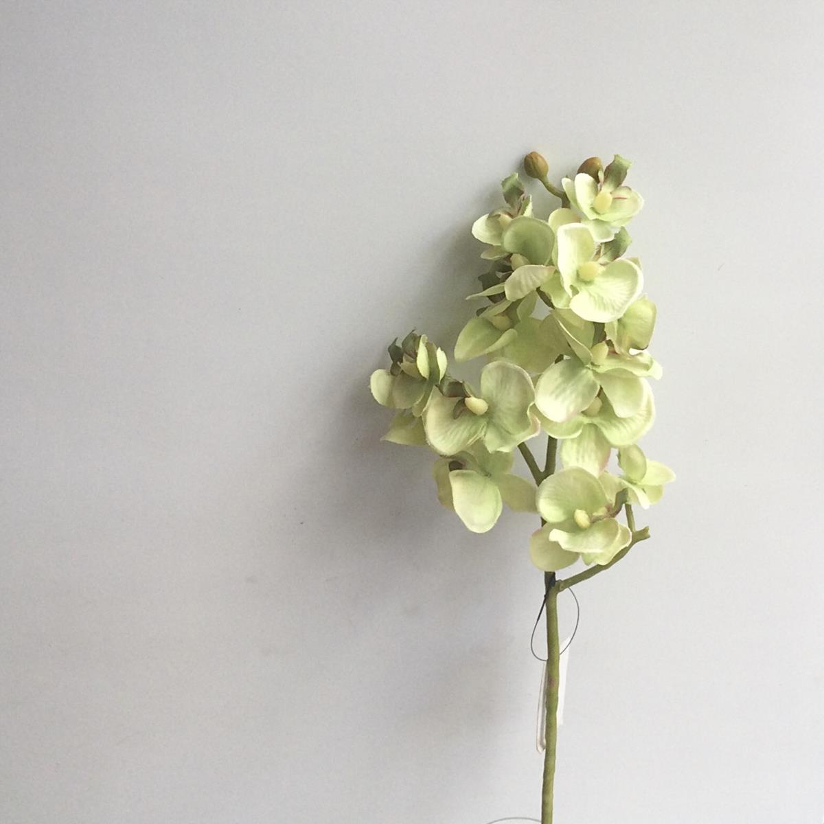 Ветка мелкой орхидеи салатовая 54 см