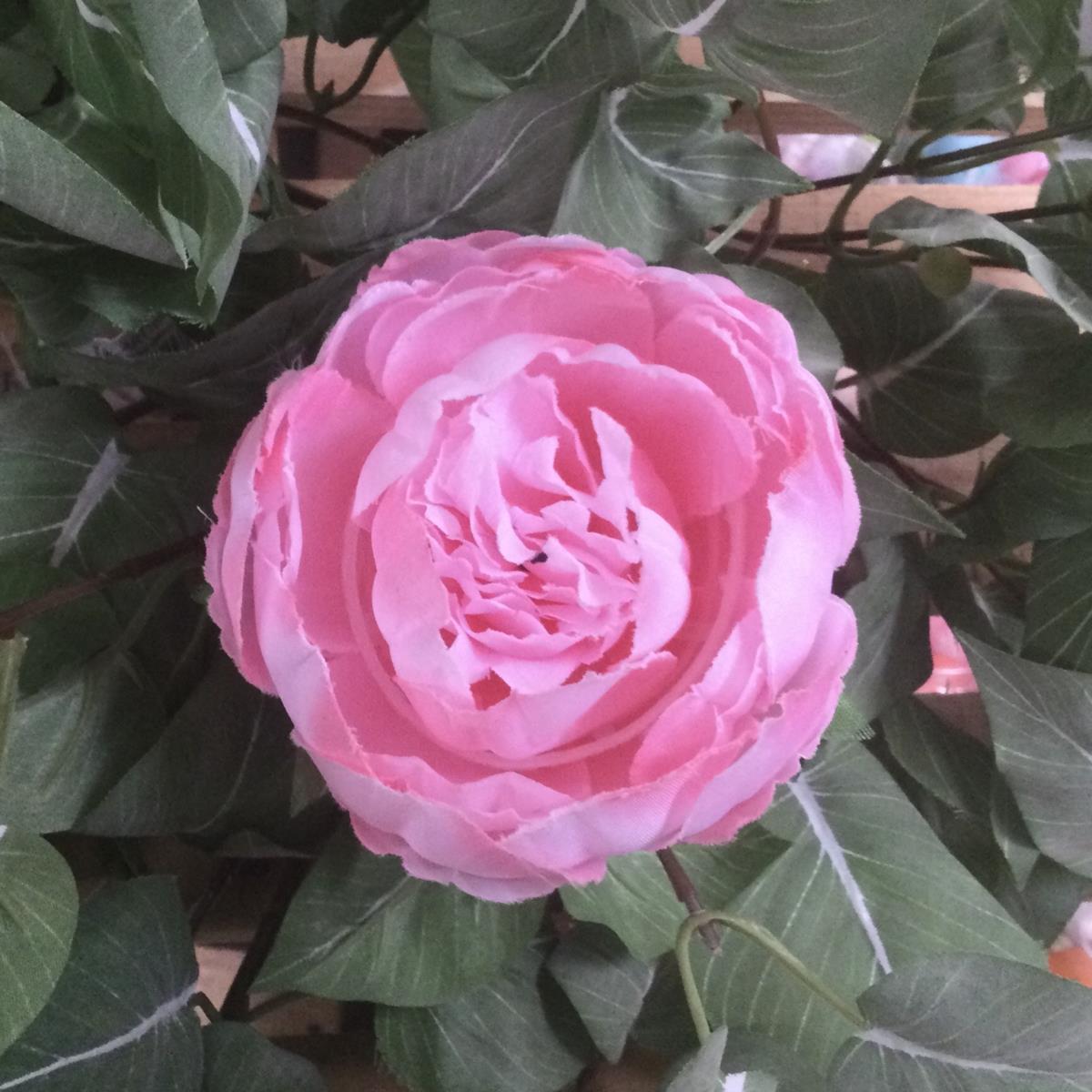 Головка пиона полураскрытого розовая